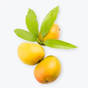Devgad Alphonso Mangoes | Medium Size